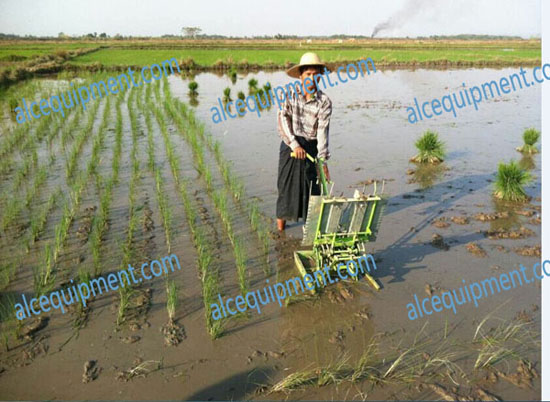 Rice transplanter